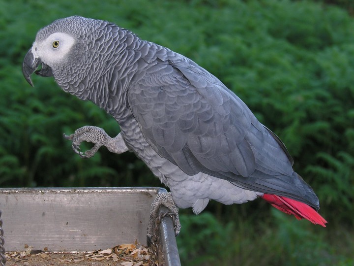 Graupapagei_Psittacus_erithacus_-perching_on_tray-8d